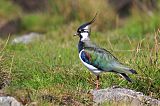 Northern Lapwing